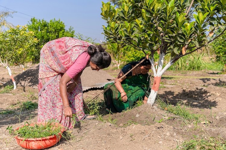 Tree Plantation Drive